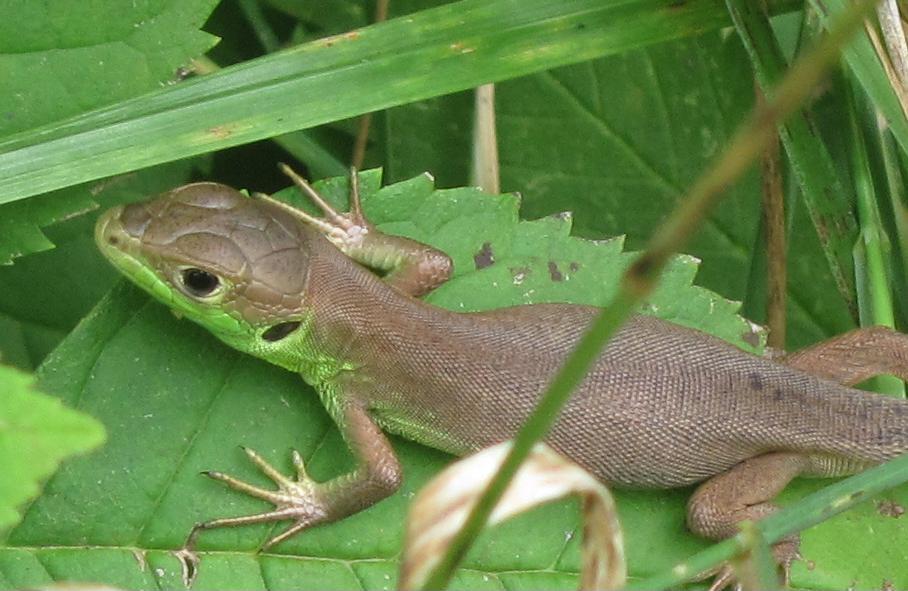 Lacerta viridis?